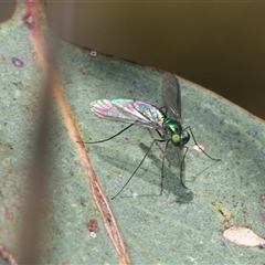 Dolichopodidae (family) (Unidentified Long-legged fly) at Fraser, ACT - 19 Nov 2024 by AlisonMilton