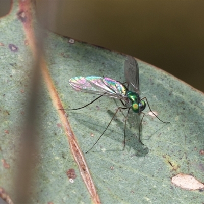 Dolichopodidae (family) (Unidentified Long-legged fly) at Fraser, ACT - 19 Nov 2024 by AlisonMilton