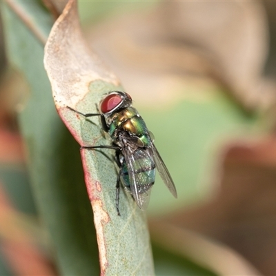 Calliphoridae (family) (Unidentified blowfly) at Fraser, ACT - 18 Nov 2024 by AlisonMilton