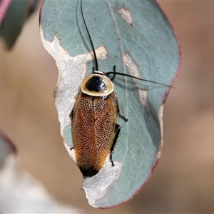 Ellipsidion australe at Dunlop, ACT - 19 Nov 2024