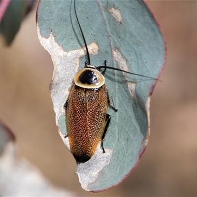 Ellipsidion australe (Austral Ellipsidion cockroach) at Dunlop, ACT - 18 Nov 2024 by AlisonMilton