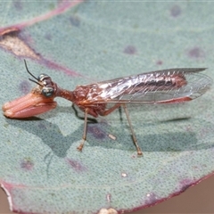 Campion sp. (genus) (Mantis Fly) at Fraser, ACT - 19 Nov 2024 by AlisonMilton