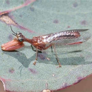 Campion sp. (genus) (Mantis Fly) at Fraser, ACT by AlisonMilton