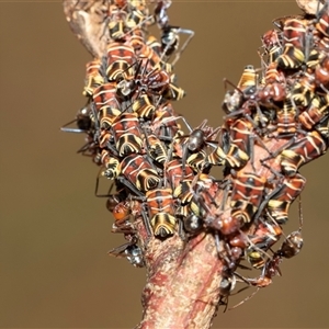 Eurymeloides pulchra (Gumtree hopper) at Fraser, ACT by AlisonMilton