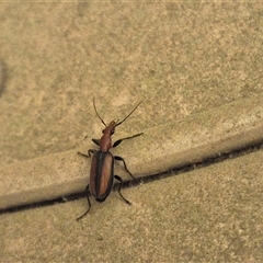 Drypta australis (A Carab beetle) at Bungendore, NSW - 23 Nov 2024 by clarehoneydove