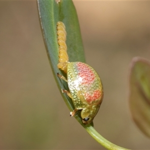 Paropsisterna fastidiosa at Fraser, ACT - 19 Nov 2024