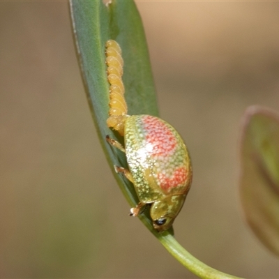 Paropsisterna fastidiosa (Eucalyptus leaf beetle) at Fraser, ACT - 19 Nov 2024 by AlisonMilton