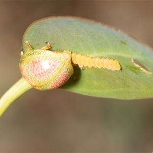 Paropsisterna fastidiosa at Fraser, ACT - 19 Nov 2024