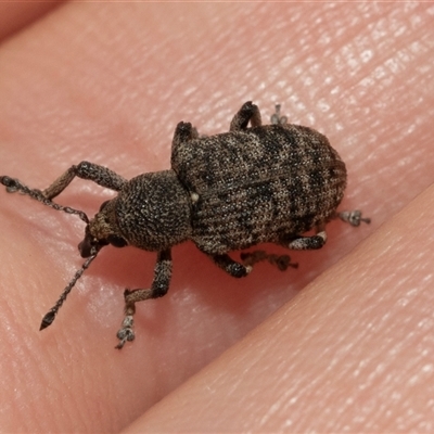 Rhinaria sp. (genus) (Unidentified Rhinaria weevil) at Hawker, ACT - 19 Nov 2024 by AlisonMilton