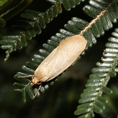 Telocharacta (genus) (A Concealer moth (Philobota Group)) at Dunlop, ACT - 18 Nov 2024 by AlisonMilton