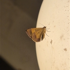 Chrysolarentia mecynata (Mecynata Carpet Moth) at Bungendore, NSW - 23 Nov 2024 by clarehoneydove