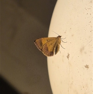 Chrysolarentia mecynata at Bungendore, NSW - 23 Nov 2024