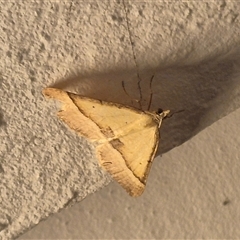 Anachloris subochraria at Bungendore, NSW - suppressed