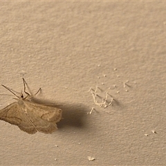 Taxeotis endela (Looper or geometer moth) - 1 Jan 1900 by clarehoneydove