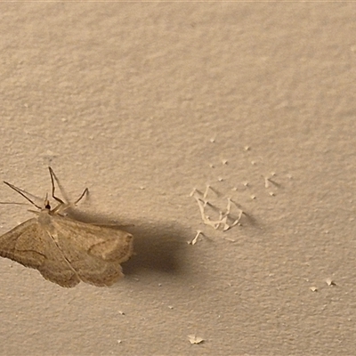 Taxeotis endela (Looper or geometer moth) at Bungendore, NSW - 23 Nov 2024 by clarehoneydove