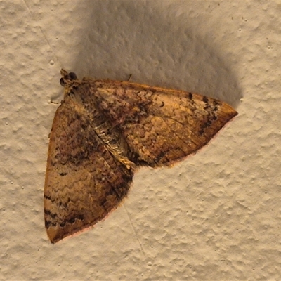 Chrysolarentia mecynata (Mecynata Carpet Moth) at Bungendore, NSW - 23 Nov 2024 by clarehoneydove