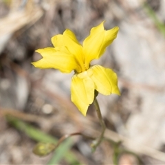 Goodenia pinnatifida (Scrambled Eggs) at Fraser, ACT - 18 Nov 2024 by AlisonMilton