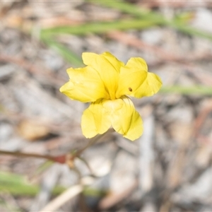 Goodenia pinnatifida at Fraser, ACT - 19 Nov 2024 10:49 AM