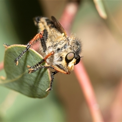 Neoscleropogon sp. (genus) (Robber fly) at Fraser, ACT - 19 Nov 2024 by AlisonMilton