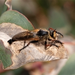 Neoscleropogon sp. (genus) at Fraser, ACT - 19 Nov 2024 10:48 AM