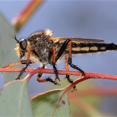 Neoscleropogon sp. (genus) (Robber fly) at Dunlop, ACT - 18 Nov 2024 by AlisonMilton