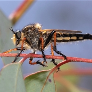 Neoscleropogon sp. (genus) (Robber fly) at Dunlop, ACT by AlisonMilton