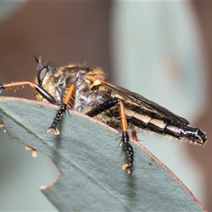 Neoscleropogon sp. (genus) at Dunlop, ACT - 19 Nov 2024 09:49 AM