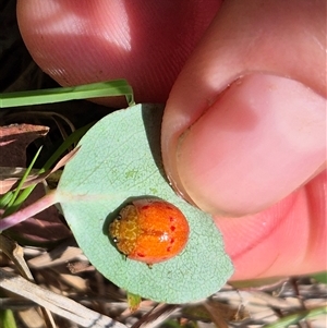 Paropsis obsoleta at Warri, NSW - 23 Nov 2024