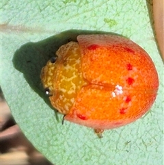 Paropsis obsoleta at Warri, NSW - 23 Nov 2024