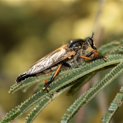 Neoscleropogon sp. (genus) (Robber fly) at Dunlop, ACT - 18 Nov 2024 by AlisonMilton