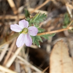 Erodium cicutarium (Common Storksbill, Common Crowfoot) at Dunlop, ACT - 18 Nov 2024 by AlisonMilton