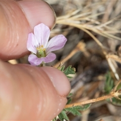 Erodium cicutarium at Dunlop, ACT - 19 Nov 2024 09:41 AM