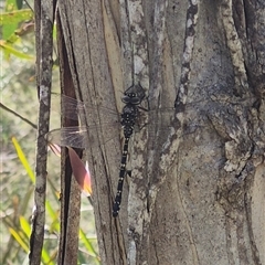 Austroaeschna parvistigma (Swamp Darner) at Monga, NSW - 21 Nov 2024 by clarehoneydove