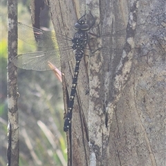 Unidentified at suppressed - 21 Nov 2024