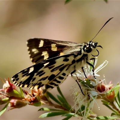 Hesperilla ornata (Spotted Sedge-skipper) at Moruya, NSW - 20 Nov 2024 by LisaH