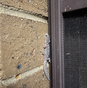 Christinus marmoratus (Southern Marbled Gecko) at Evatt, ACT by LeahC