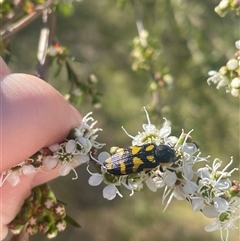 Castiarina octospilota (A Jewel Beetle) at Aranda, ACT - 21 Nov 2024 by LeahC