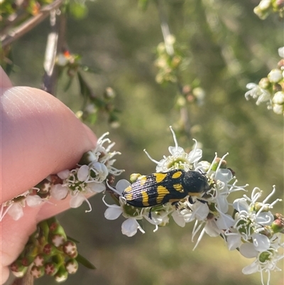 Castiarina octospilota (A Jewel Beetle) at Aranda, ACT - 21 Nov 2024 by LeahC