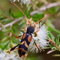 Aridaeus thoracicus (Tiger Longicorn Beetle) at Moruya, NSW - 20 Nov 2024 by LisaH