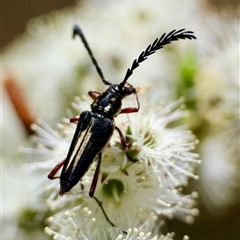 Distichocera maculicollis at Moruya, NSW - 20 Nov 2024 by LisaH