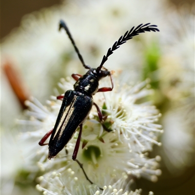 Distichocera maculicollis at Moruya, NSW - 20 Nov 2024 by LisaH