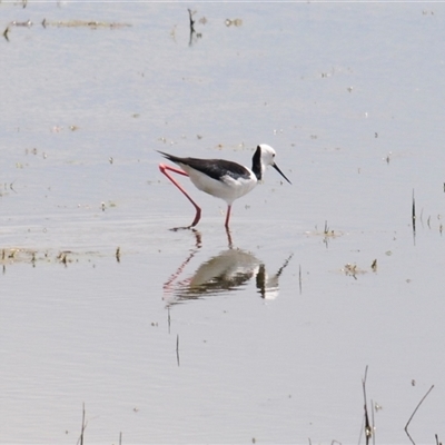 Himantopus leucocephalus (Pied Stilt) at Arable, NSW - 22 Nov 2024 by Harrisi