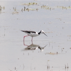 Himantopus leucocephalus at Arable, NSW - 22 Nov 2024