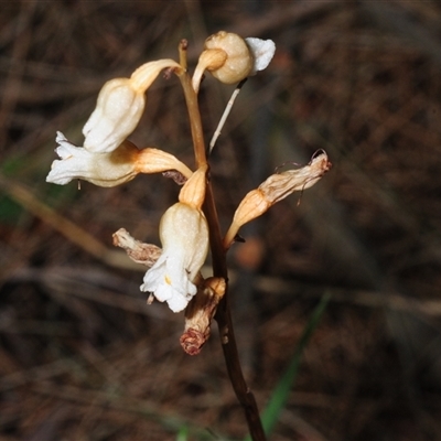 Gastrodia sesamoides (Cinnamon Bells) at Acton, ACT - 15 Nov 2024 by Harrisi