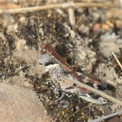 Brachyexarna lobipennis (Stripewinged meadow grasshopper) at Berridale, NSW - 22 Nov 2024 by Harrisi