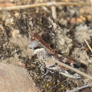 Brachyexarna lobipennis at Berridale, NSW - 22 Nov 2024