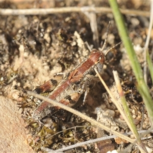 Brachyexarna lobipennis at Berridale, NSW - 22 Nov 2024