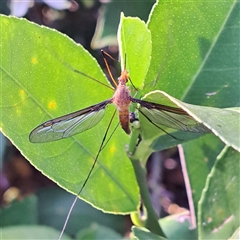 Leptotarsus (Macromastix) costalis (Common Brown Crane Fly) at Watson, ACT - 22 Nov 2024 by abread111