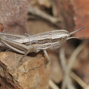 Macrotona australis at Berridale, NSW - 22 Nov 2024 02:14 PM