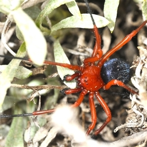 Nicodamidae (family) at Bredbo, NSW - 23 Nov 2024 02:33 PM